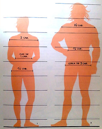 Proporciones de la Figura Humana Masculina